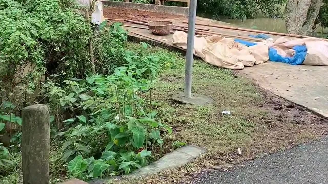 Emotional video