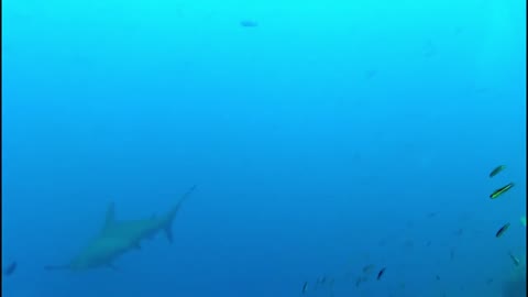 Battle-scarred hammerhead sharks closely inspect scuba divers