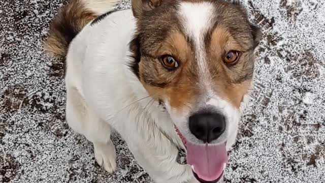 Favorite domestic dog