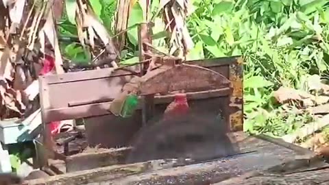 Traditional Sawmill Jati Tree