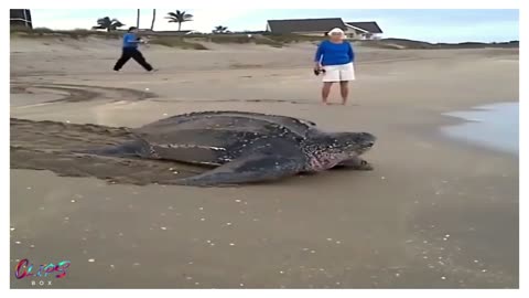 Turtle on the beach