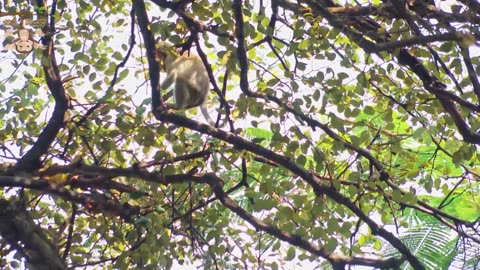 4K Quality Animal Footage - Monkeys Beautiful Scenes