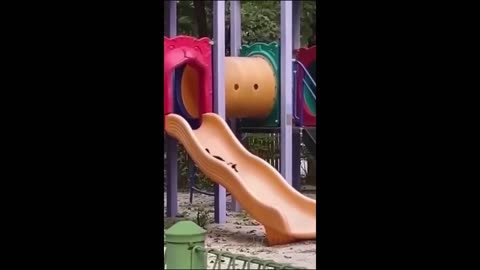 Video funny animals