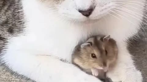 Cute Pets and Funny Moments