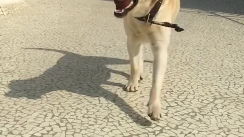 Funny animal