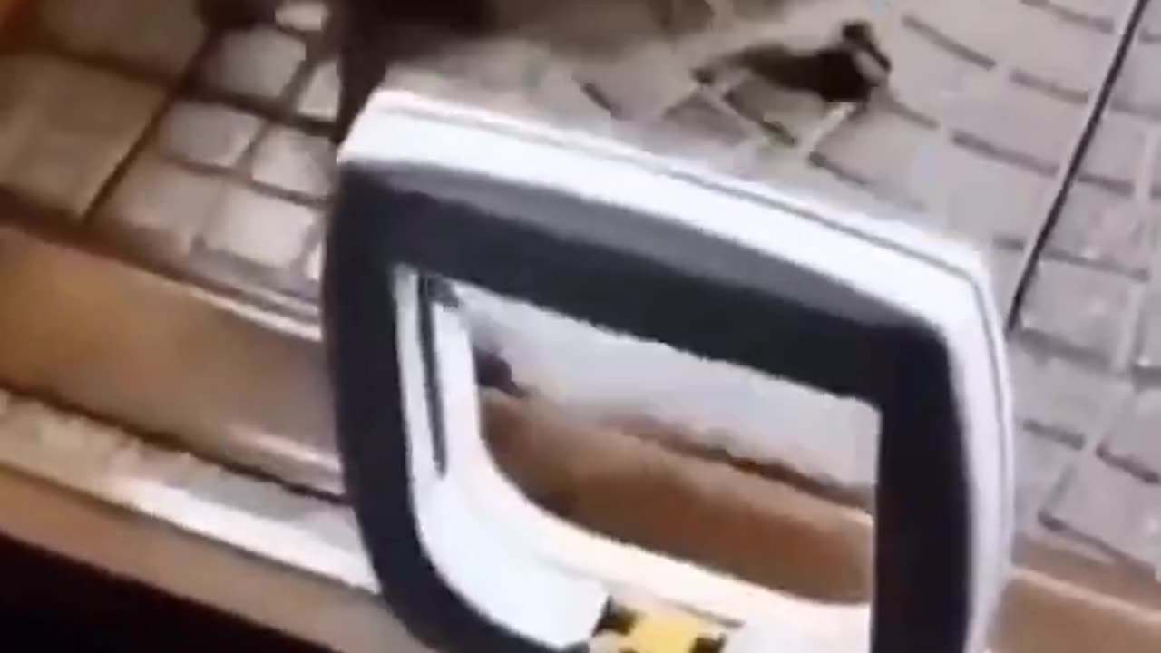 Funny Cat Videos-You will Laugh So Hard 🤣
