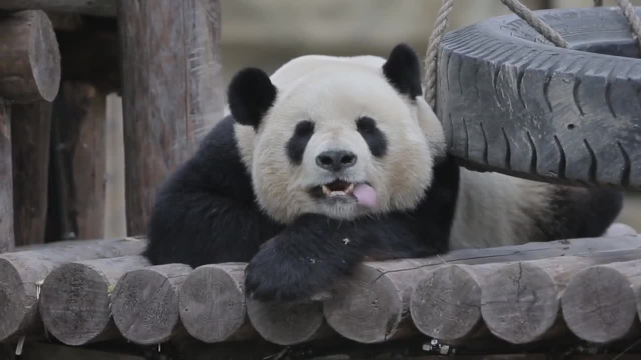 The King Panda's voluptuous tongue panda