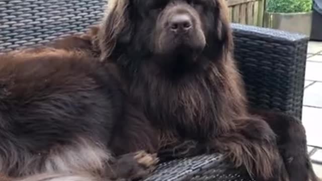 stubborn newfoundland dog #shorts dogs video animals videos funny dogs #viralfunnychannel
