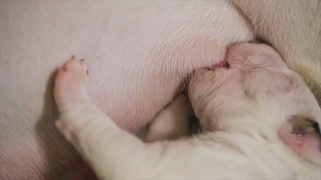 Puppy sucking milk