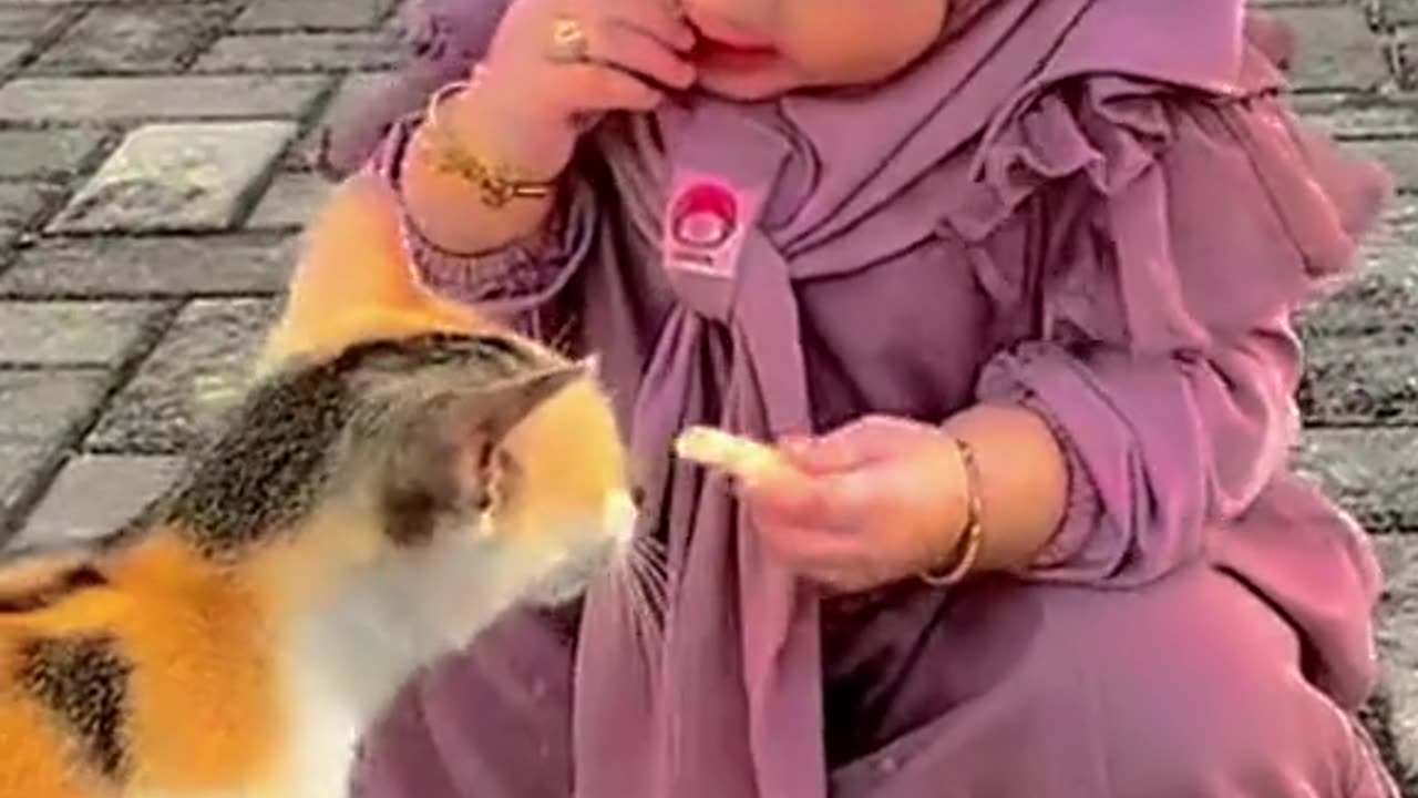Sweet cat