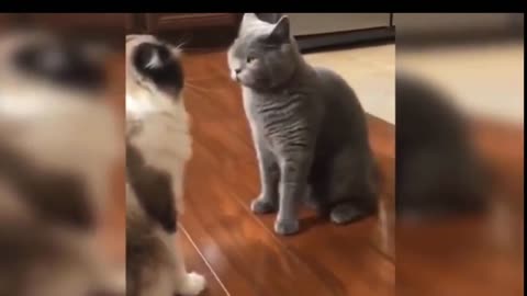 Best funny cat video - heart Eyes Cat -Cute and funny cats funniest cats video's