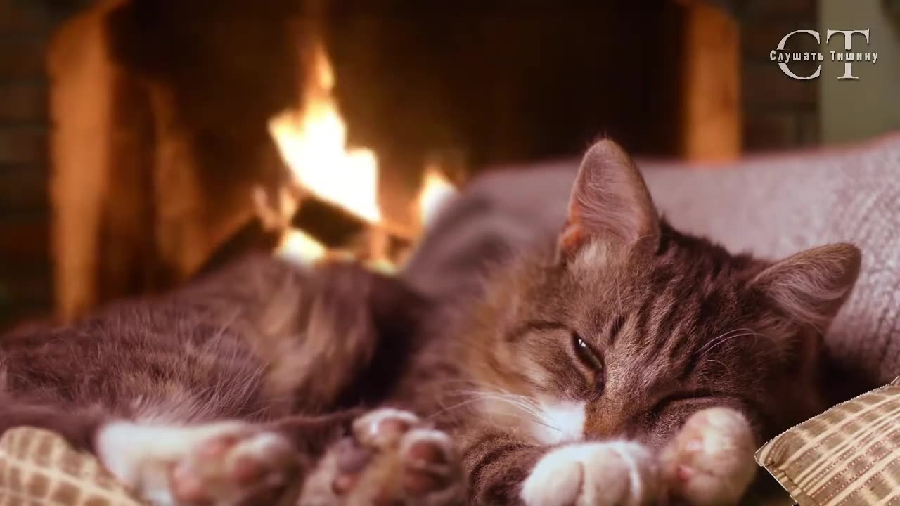 The best video for relaxation or sleep (sounds of a fireplace and a cat's purring)