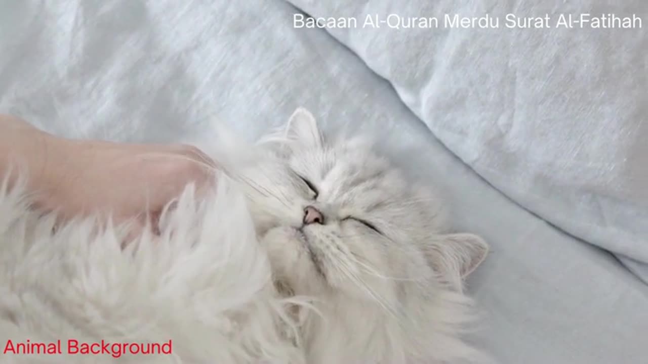 Recitation of the Al-Quran Melodious Surah Al-Fatihah With Animal Background