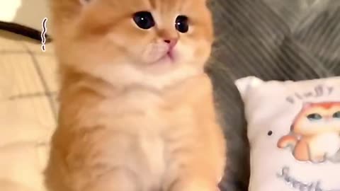 Cute cats