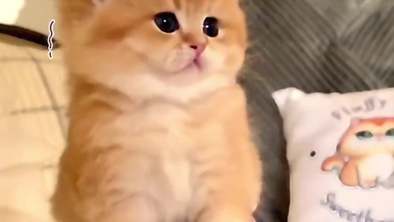 Cute cats