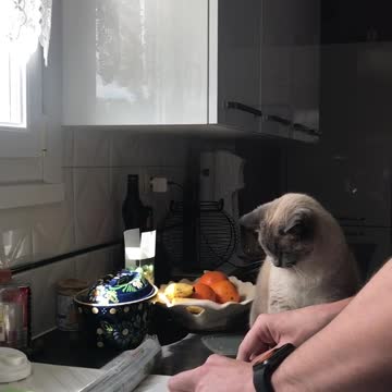 Cat high five for food