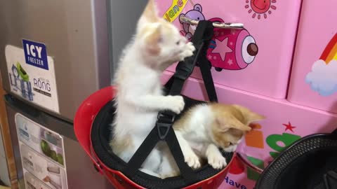 HELMET CAT Cute kitten plays with a safety helmet