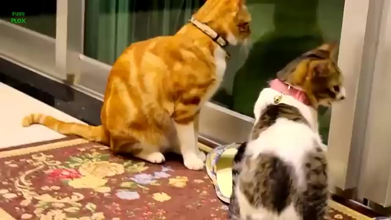 Les chats très mignon 🥰