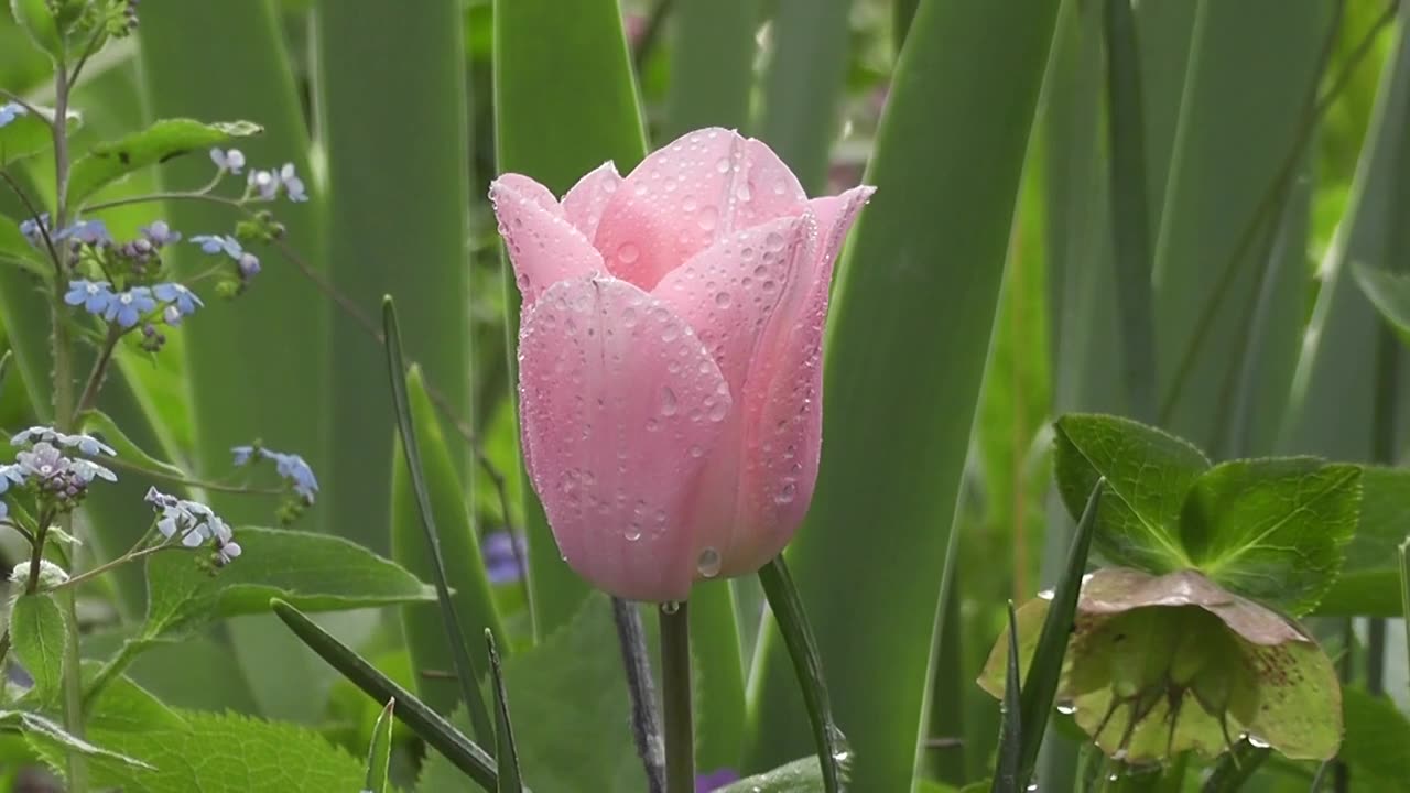 Pink big flower blossoming