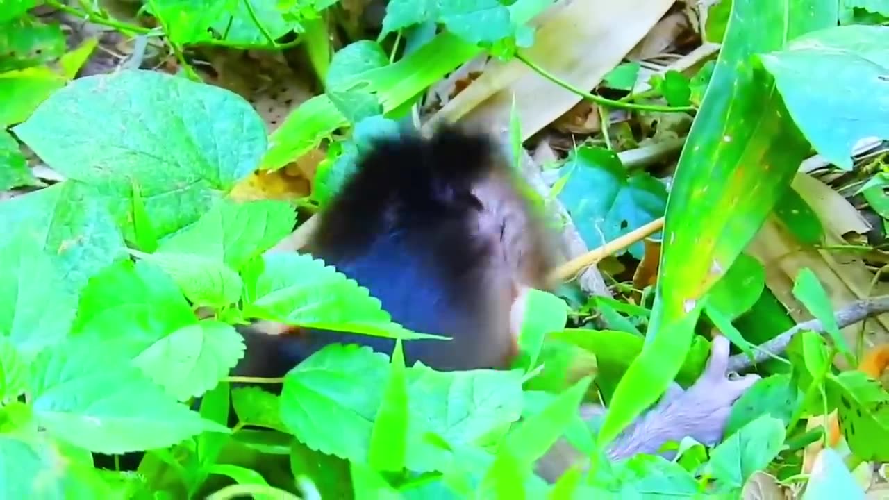 New Baby Monkey Crying, Why Momma Monkey keeps Attacking Her Baby