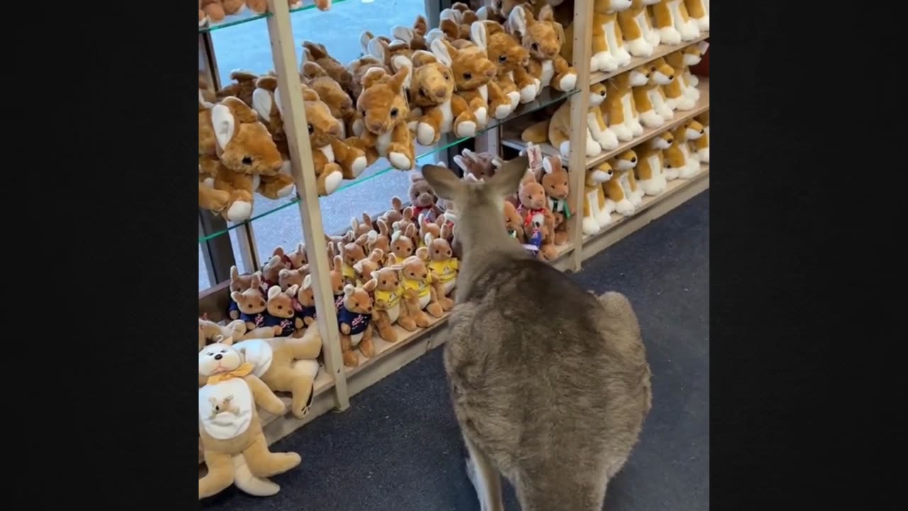 UNBELIEVABLE: A Kangaroo Visits the Shop Unexpectedly