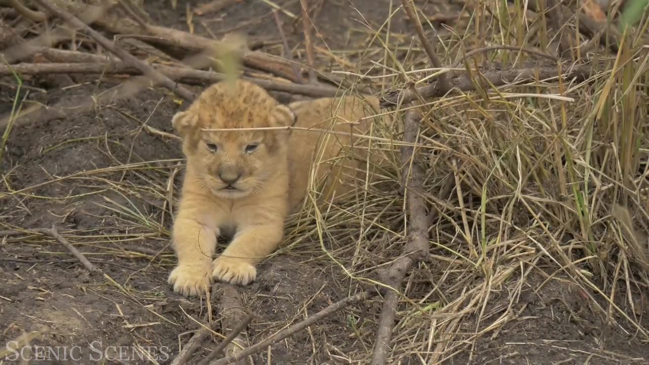 Baby Animals 4K - Amazing World Of Young Animals | Scenic Relaxation Film