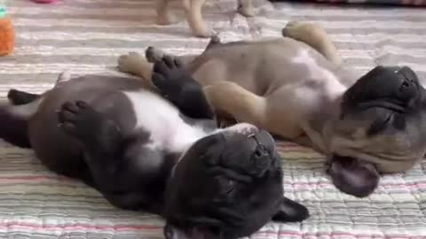 Sleep Puppies, Sleep :)