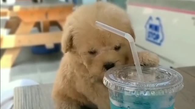 Adorable puppy enjoying it's break time