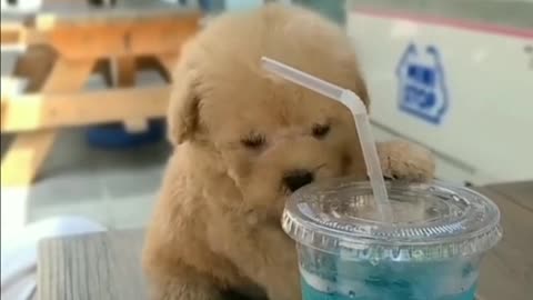 Adorable puppy enjoying it's break time