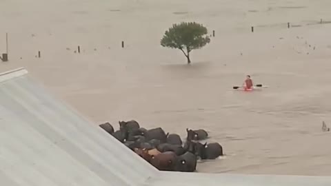 Sister Rescues 35 Head of Cattle in a Kayak