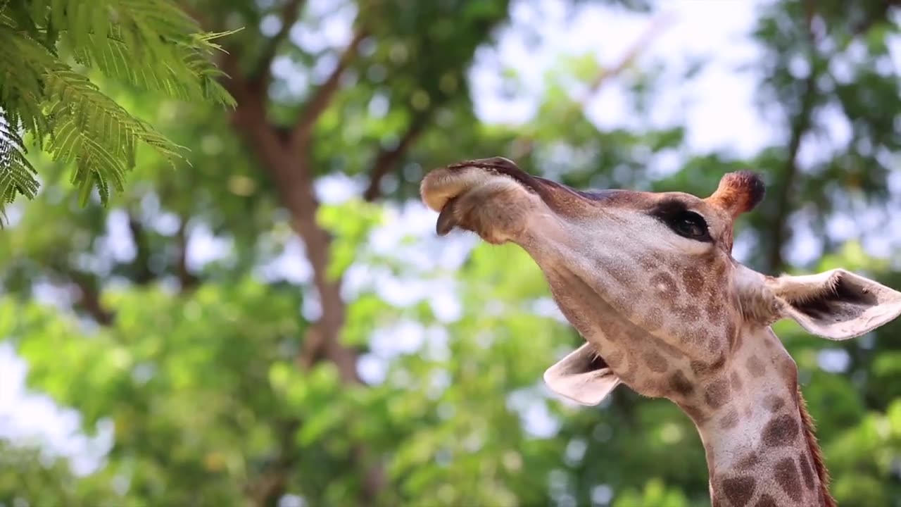 Exploring the Fascinating World of Giraffes: The Tallest Herbivore Mammals 🦒🌿