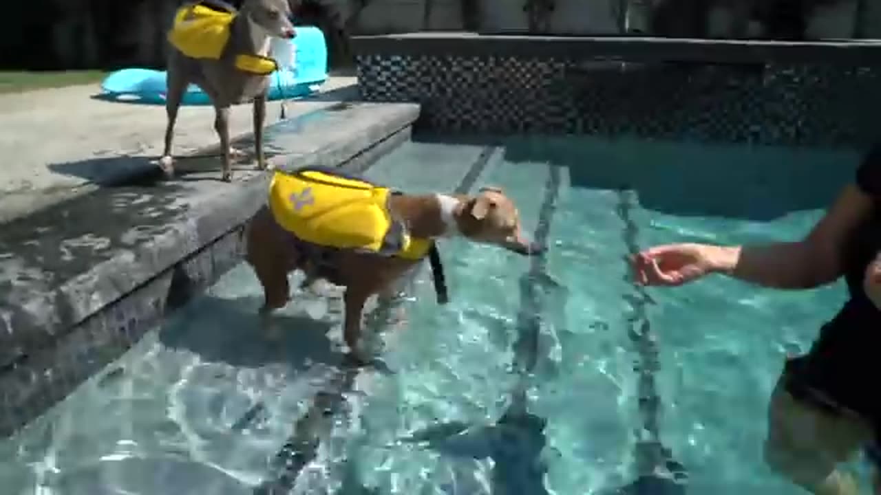 Teaching my dog how to swim