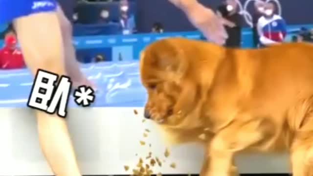 Crazy dog funny video😃