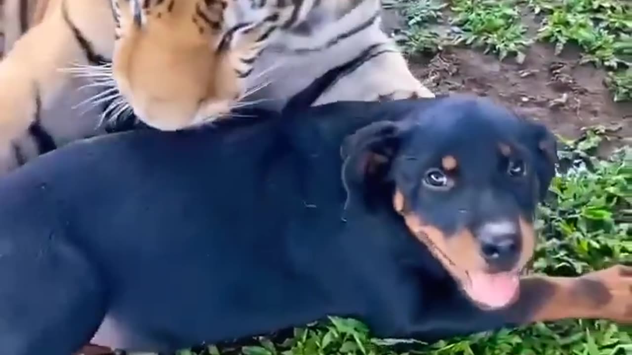 Tiger and dog friend