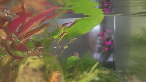 Welcome to my Aquarium Jungle Tour