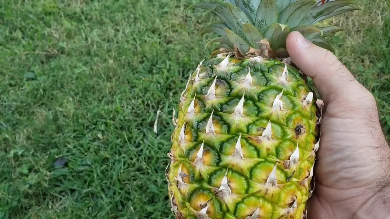 Growing Pineapples in the Midwest? Pt 1