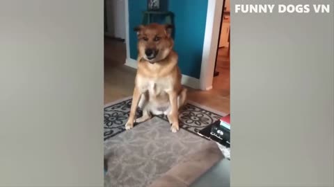 Funny dogs compilation dog videos funny videos