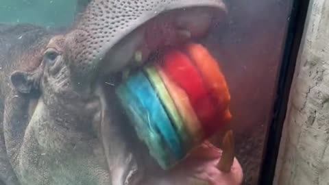 Timothy the hippo eats a popsicle!