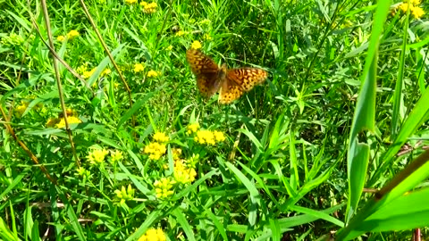 Fritillary Butterfly