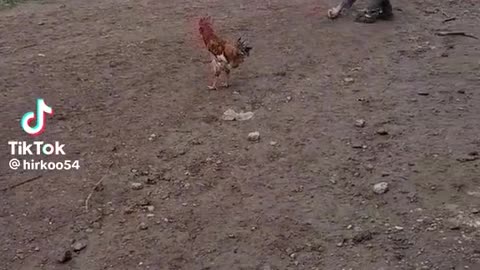 Easy animal fight