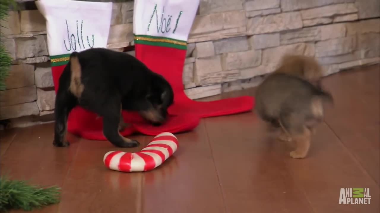 Grumpy Humphrey the puppy lovers kittens | too cute: holiday special