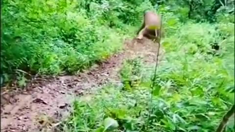 Elephant knows a shortcut!