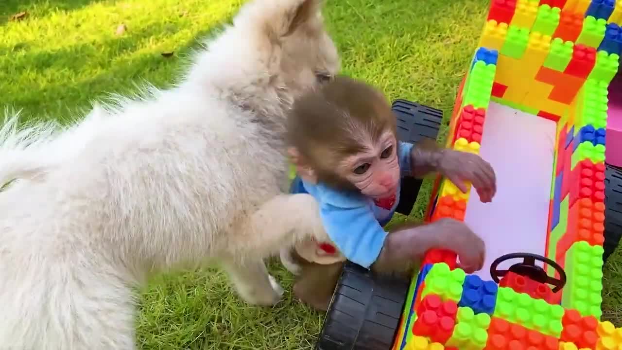 Baby Monkey Broken Truck While Harvesting Fruit and Get Helped By Puppy