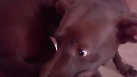Pentecostal crazy dog