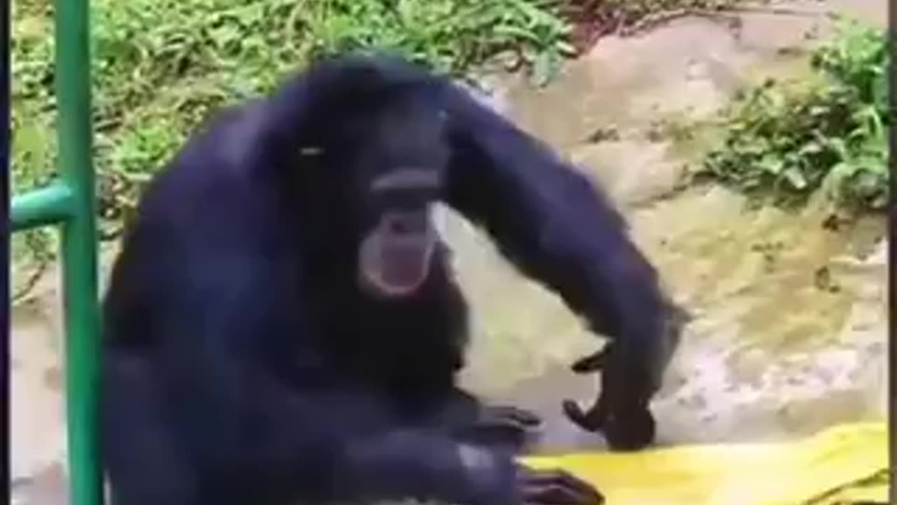 Funny video