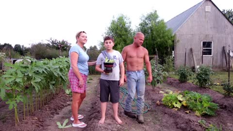 An Okra Garden, Scott, Louisiana