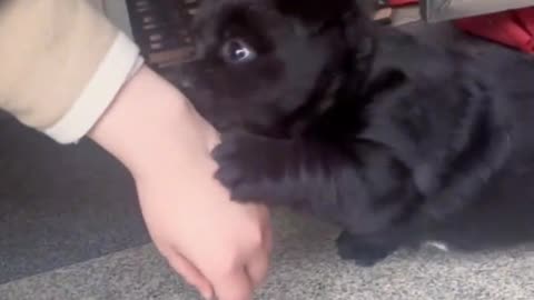 WOW,2024 Such A Cute Black Puppy Cute Dogs Shorts Videos part 212🐶😍😘