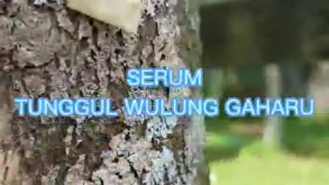 Tunggul Wulung Gaharu
