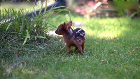 Cute little animals.