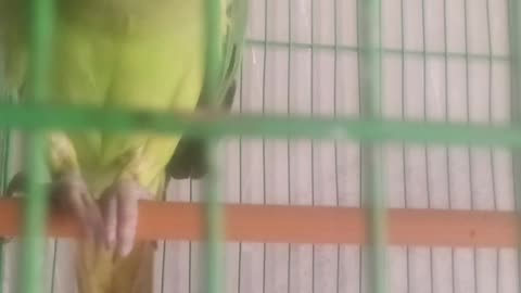 My taking parrot